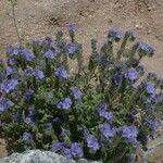 Phacelia distans 整株植物