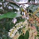 Inga marginata Flower