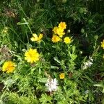 Coreopsis grandifloraЦвят