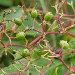 Sambucus canadensis Fruct