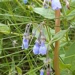 Mertensia paniculata Flower