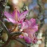 Rhododendron pubescens Flor