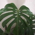 Monstera deliciosaFeuille