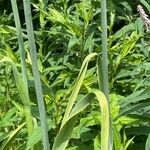 Allium scorodoprasum List