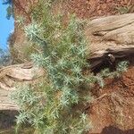 Juniperus oxycedrusLeaf