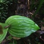 Liparis caulescens Leaf