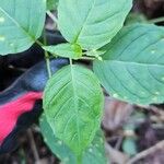 Circaea canadensis Feuille