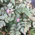 Rubus thibetanus Flor