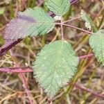 Rubus bifrons 葉