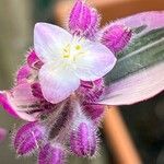 Tradescantia cerinthoides Blüte