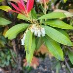 Zenobia pulverulenta Flower