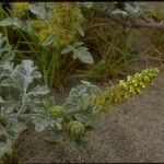 Ambrosia chamissonis Habit