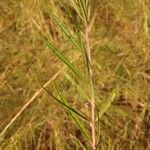 Gomphocarpus fruticosus Feuille