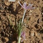 Colchicum pusillum Habitus