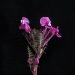 Pedicularis gracilis Yeri