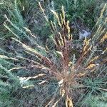 Festuca valesiaca Flower