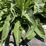 Verbascum speciosum Folha