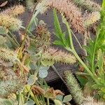 Trifolium angustifolium Fula