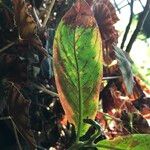 Columnea medicinalis 葉