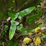 Asplenium sagittatum Natur