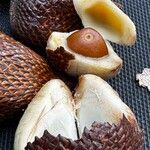 Salacca zalacca Frutto