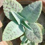 Kalanchoe gastonis-bonnieri List