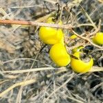 Solanum dimidiatum Fruit