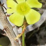 Oxalis virgosa Flor