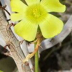 Oxalis virgosa Flower