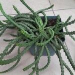 Orbea variegata List