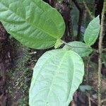 Malvaviscus arboreus Leaf