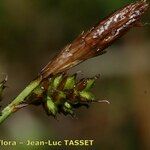 Carex umbrosa Ffrwyth