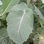 Brassica napus Leaf