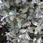 Forsythia × intermedia Blatt
