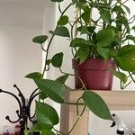 Epipremnum aureum Hoja