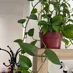 Epipremnum aureum Листок