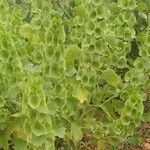 Moluccella laevis Лист