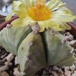 Astrophytum myriostigmaFlor