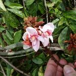Duparquetia orchidacea Flor