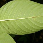 Palicourea luxurians List