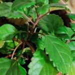 Plectranthus verticillatus Лист