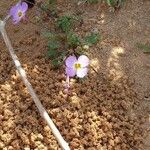 Maresia pulchella Λουλούδι