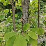 Magnolia sprengeri Bark