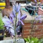 Camassia quamash 花