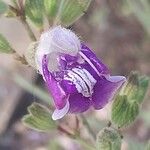 Salvia candelabrum 花