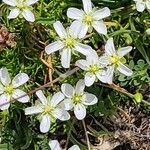 Sagina glabra Flower