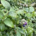 Vaccinium corymbosum Плід