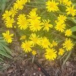 Euryops chrysanthemoides Floro