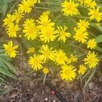 Euryops chrysanthemoides Fiore