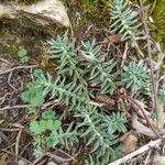 Sedum rupestreLeaf